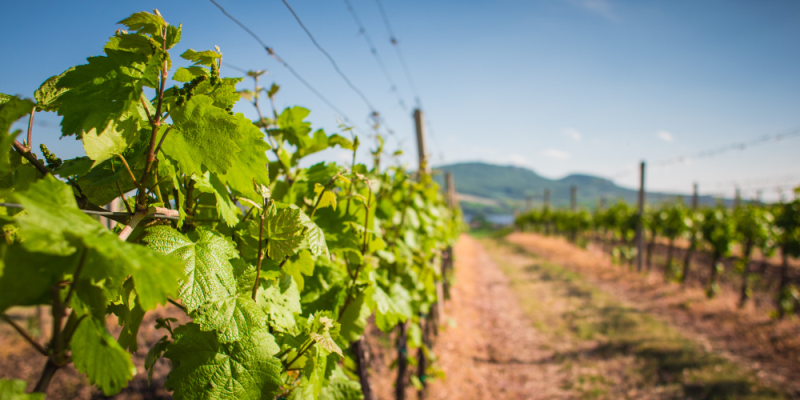 Besøg Mendoza i Argentina